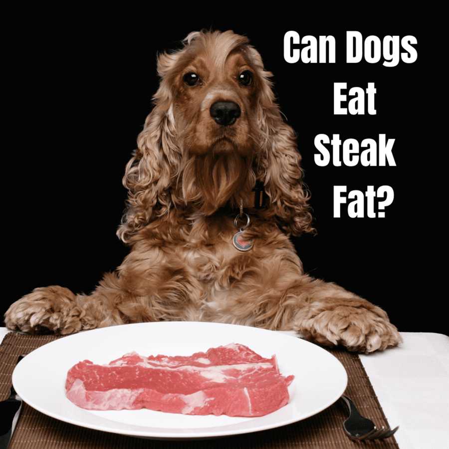 Potential risks of feeding cooked steak bones to dogs