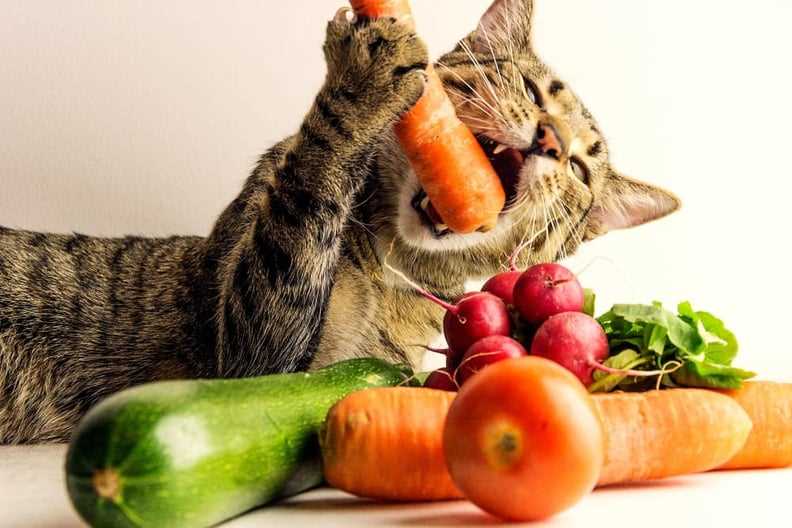 Potential Risks of Feeding Cooked Carrots to Cats