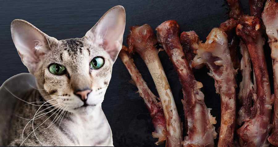 Symptoms of Bone-related Issues in Cats