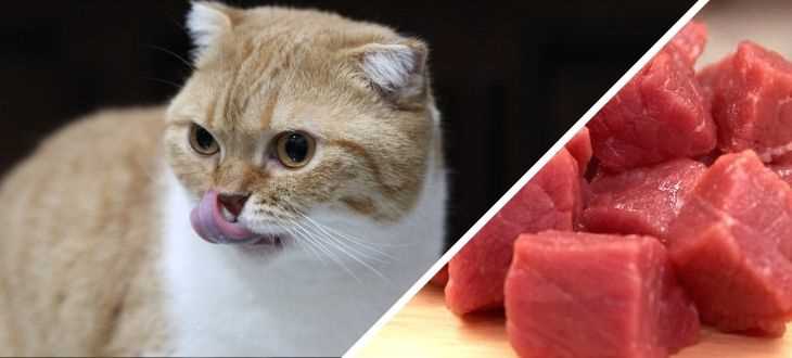 Can Cats Eat Cooked Ground Beef Metro Cooking Dallas