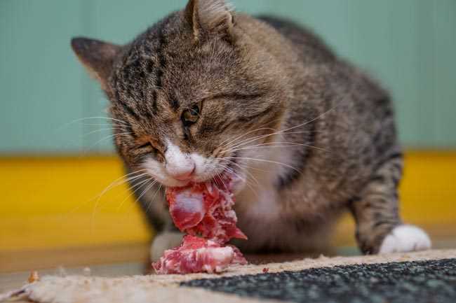 The potential risks of feeding cooked meat to cats