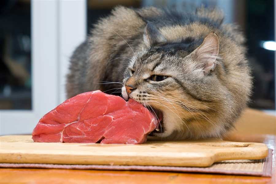 Potential Risks of Feeding Cats Cooked Steak