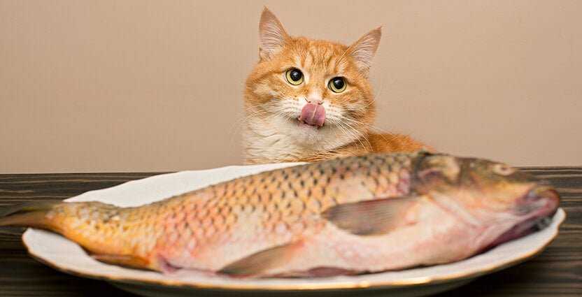 Is cooked salmon safe for cats?