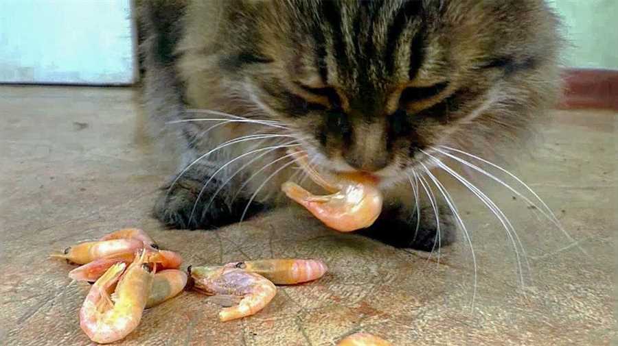 Risks of Feeding Cooked Shrimp to Cats