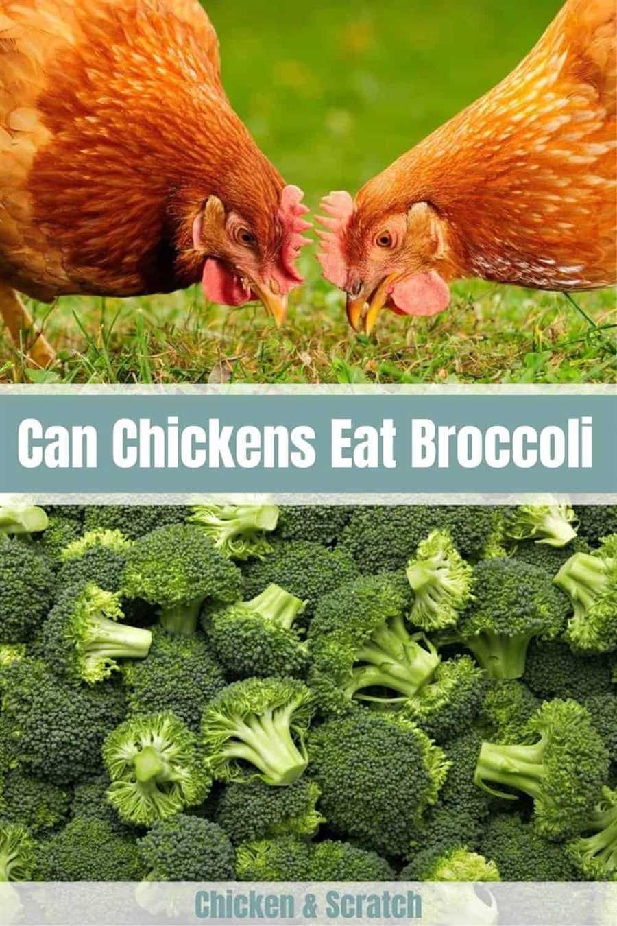 The Benefits of Feeding Chickens Cooked Broccoli