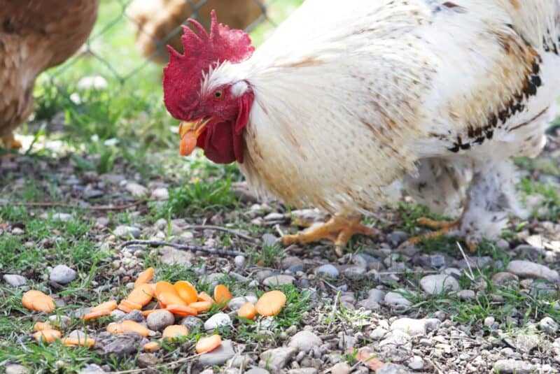 Cons of Feeding Cooked Carrots to Chickens: