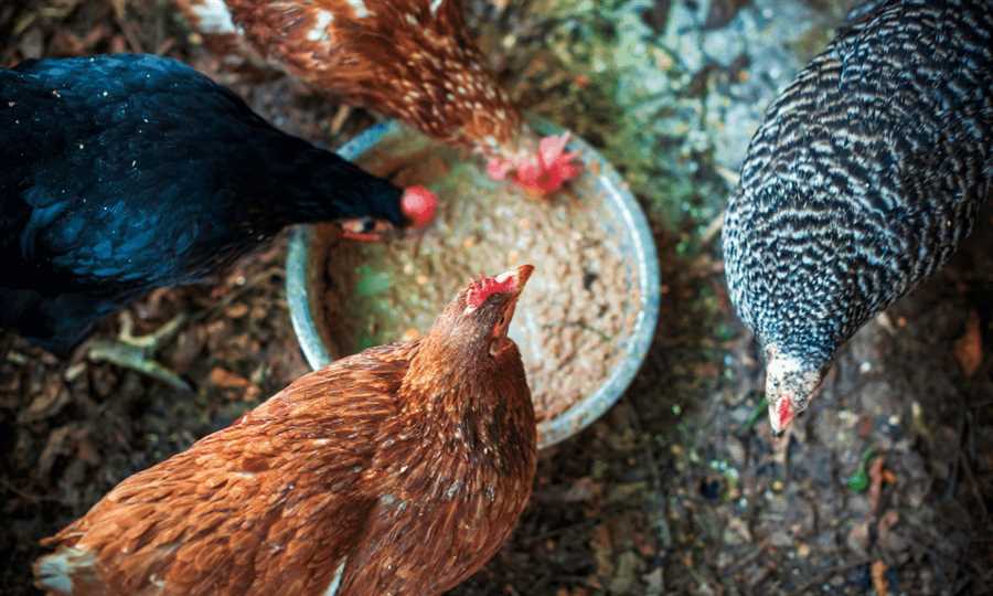 Can Chickens Eat Cooked Grits?