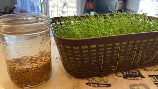 Possible Risks of Feeding Cooked Lentils to Chickens