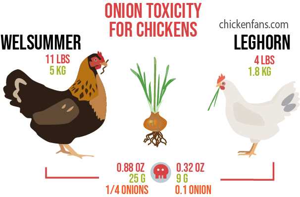 Possible Risks of Feeding Chickens Cooked Onion