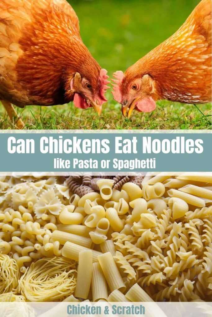 Nutritional value of cooked pasta for chickens