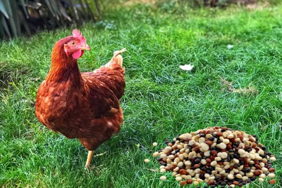 Feeding Cooked Quinoa to Chickens