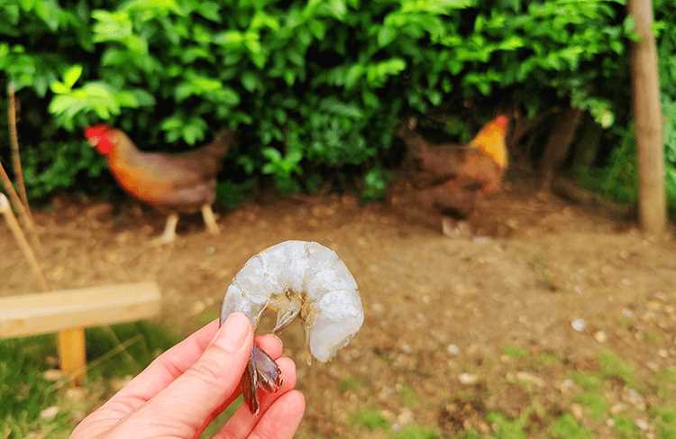 The nutritional value of cooked shrimp for chickens