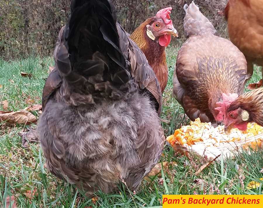 Can Chickens Eat Cooked Vegetables?