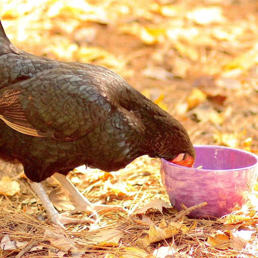 Benefits of Feeding Chickens Cooked Vegetables