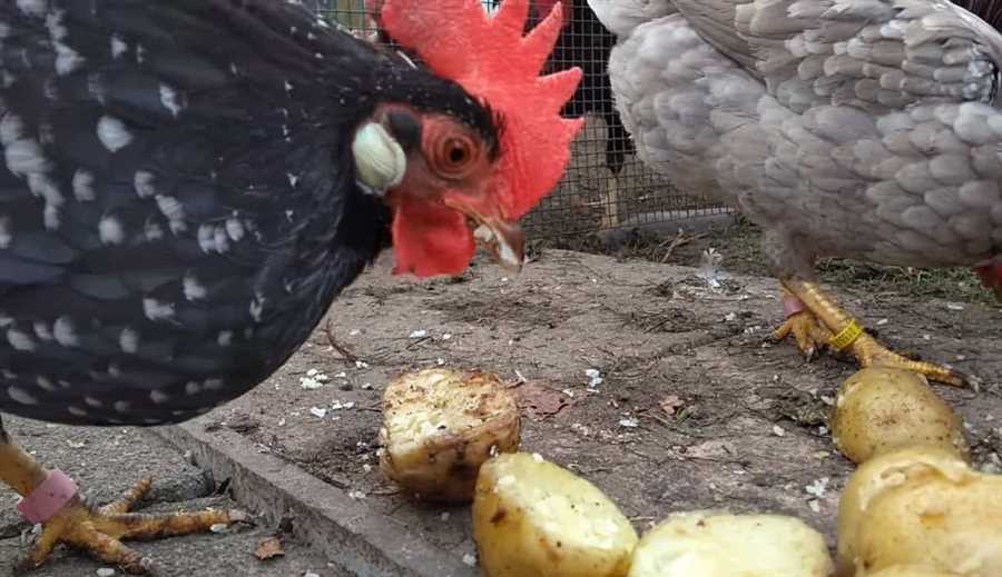 Cooking Methods for Feeding Potatoes to Chickens