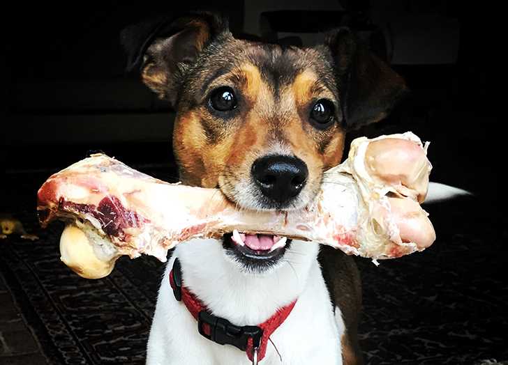 Potential Risks of Giving Cooked Bones to Dogs