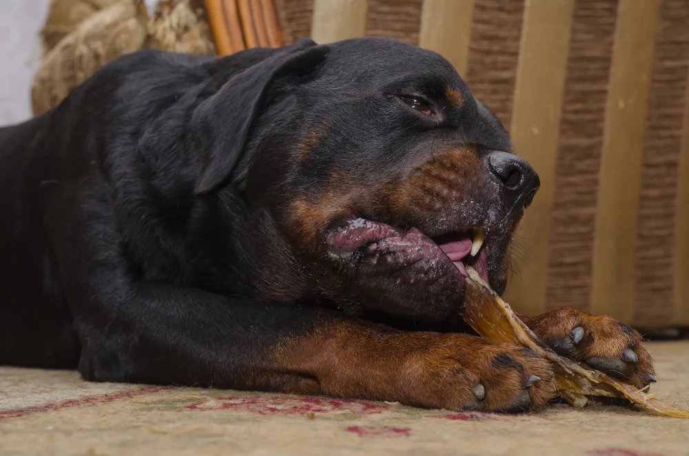 Are Cooked Beef Bones Safe for Dogs to Chew On?