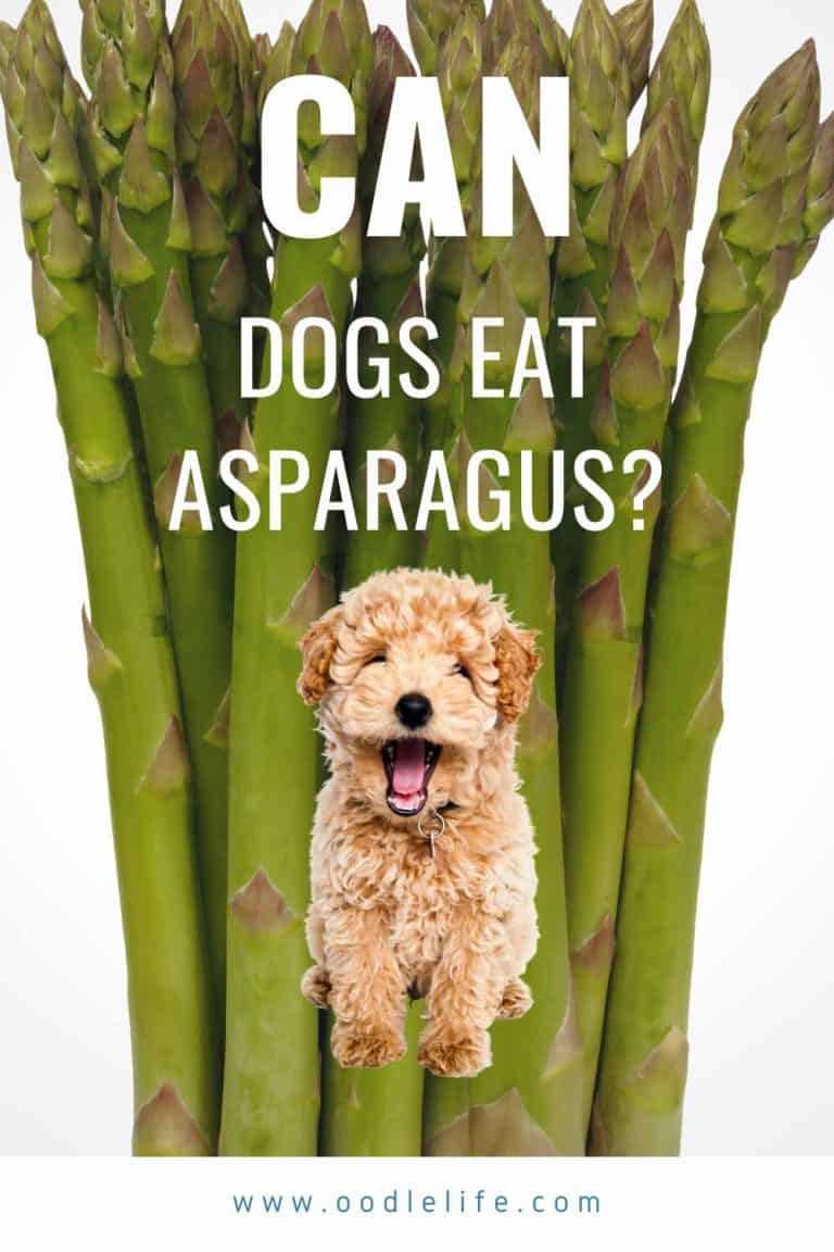 How to Prepare Cooked Asparagus for Dogs