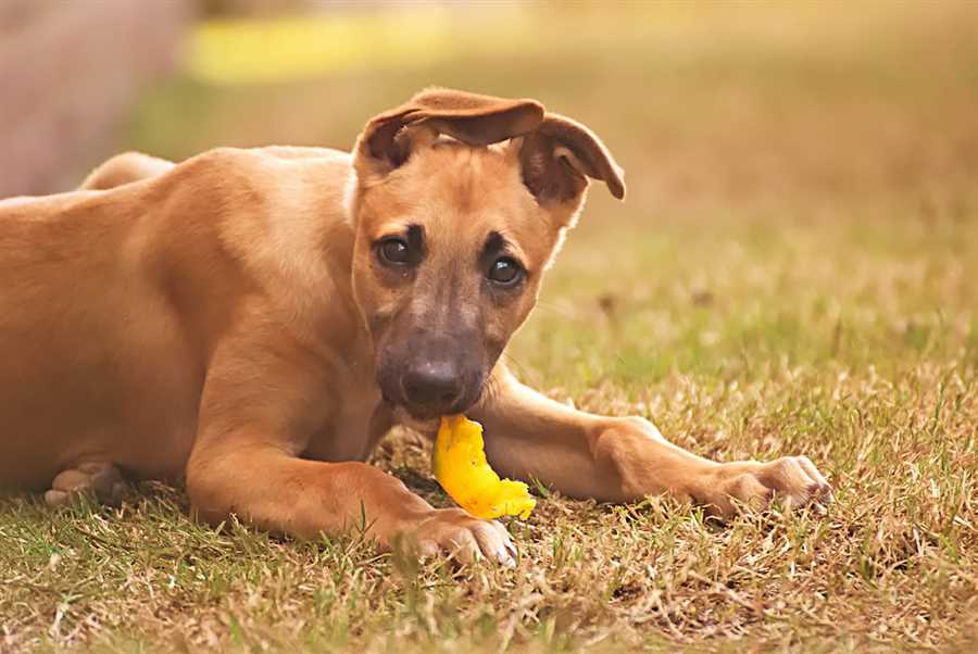 Benefits of Bell Peppers for Dogs