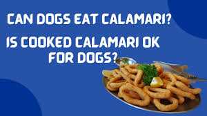 Alternatives to calamari for dogs