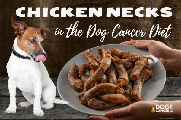 can-dogs-eat-chicken-skin-cooked-metro-cooking-dallas