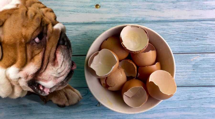 Benefits of cooked cartilage for dogs