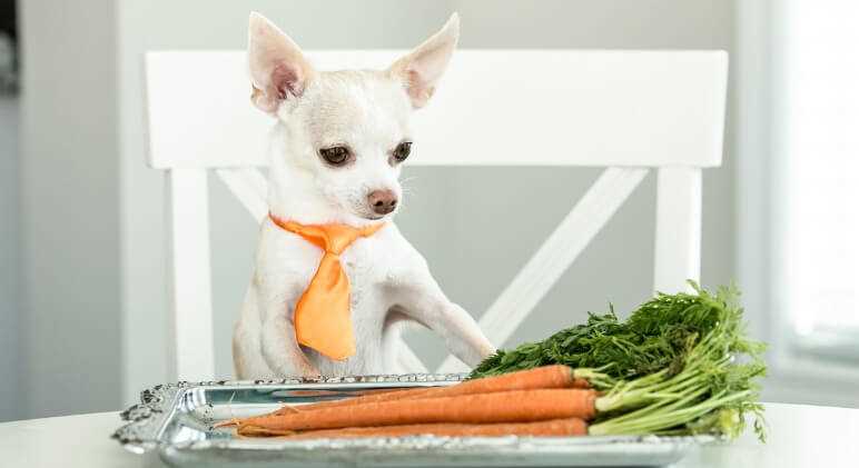 Health Benefits of Celery for Dogs