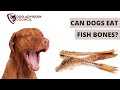 Precautions to Take When Feeding Fish to Dogs