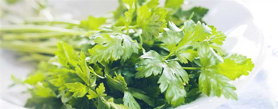 Benefits of Cooked Parsley for Dogs