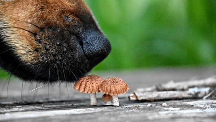 The Risks of Feeding Portobello Mushrooms to Dogs