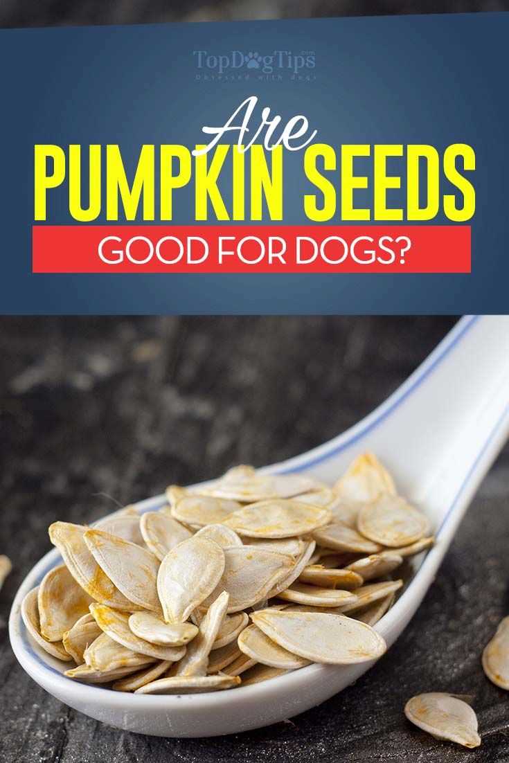 Potential Risks of Feeding Cooked Pumpkin Seeds to Dogs