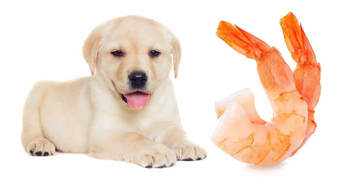 Alternative seafood options for dogs