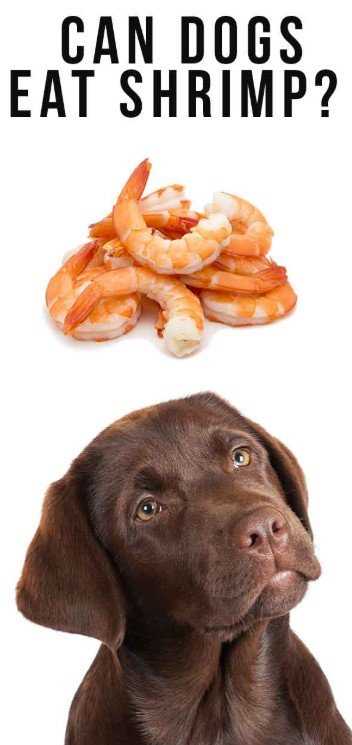 Dogs and Shrimp Tails