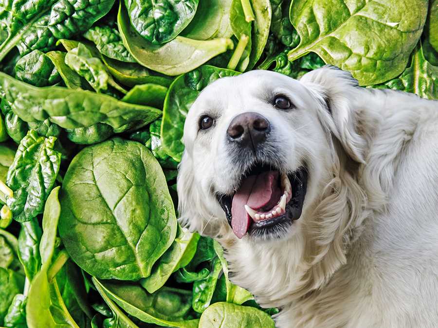 How to prepare cooked spinach for dogs