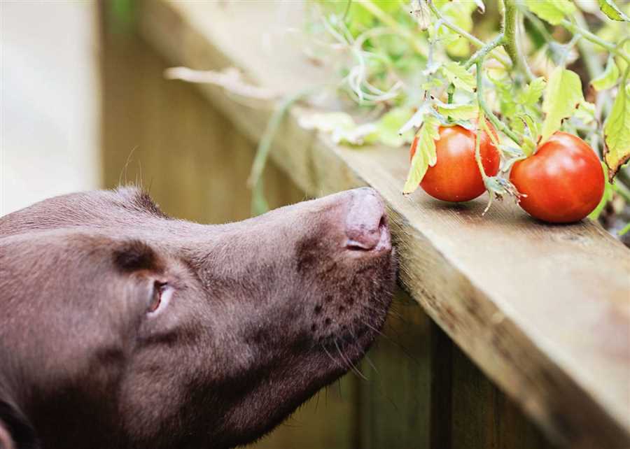 2. Tomato-Based Dog Foods