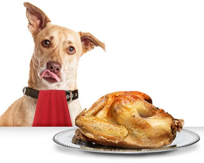 Potential risks of feeding cooked turkey to dogs