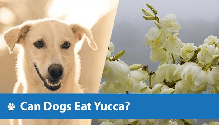 Benefits of Feeding Cooked Yucca to Dogs