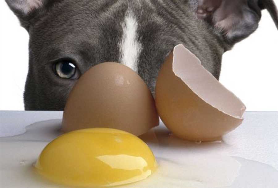 Benefits of Egg Yolks for Dogs