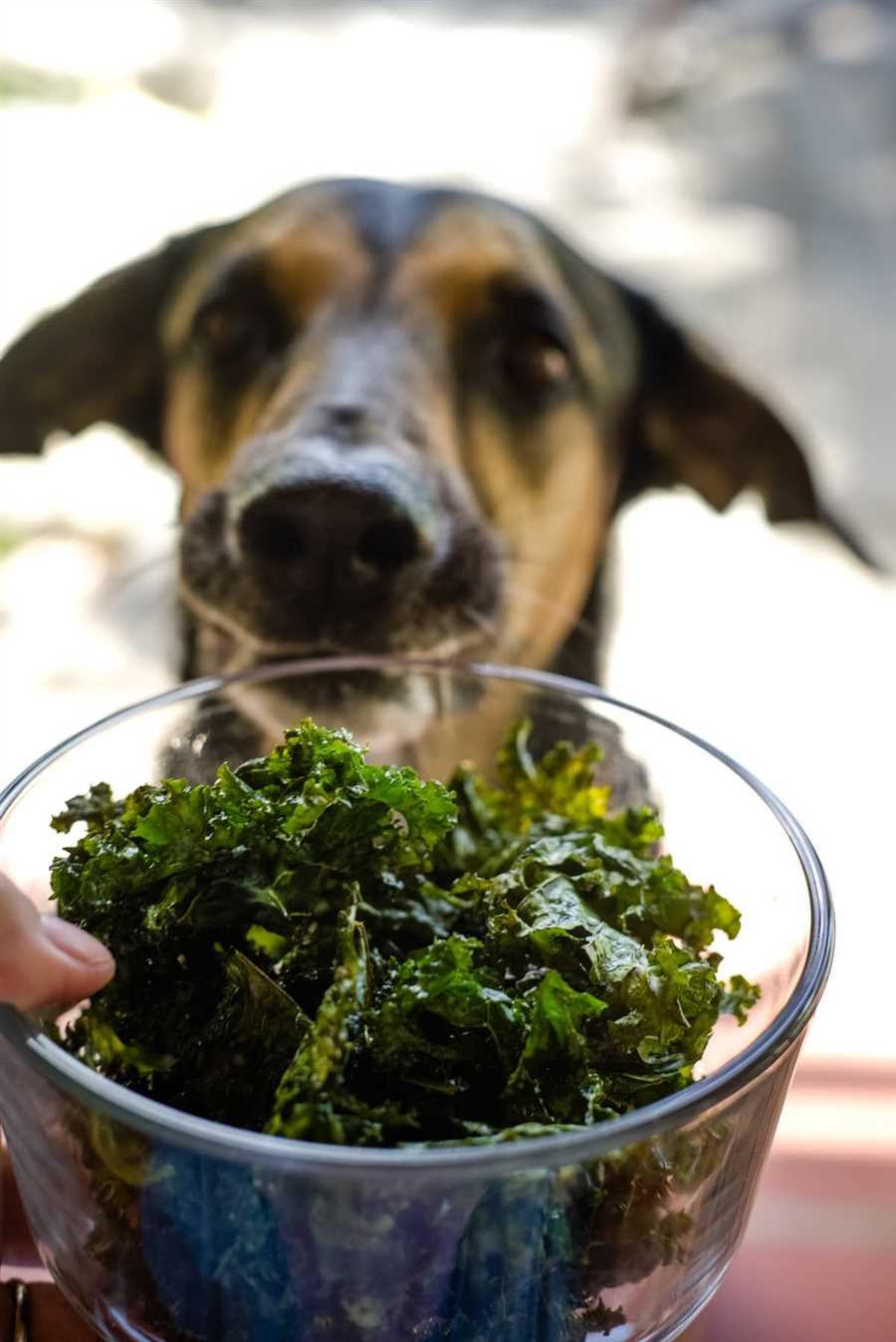 Nutritional Benefits of Kale for Dogs