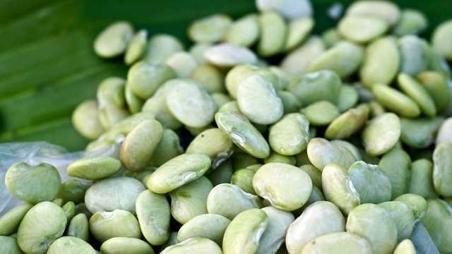 Precautions when offering cooked lima beans to dogs