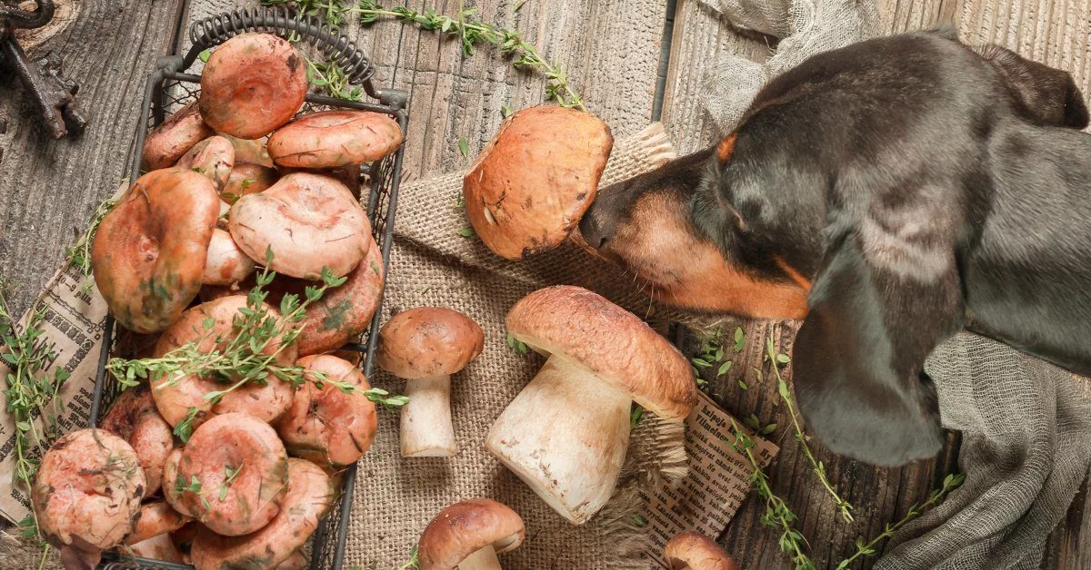 Potential benefits of cooked mushrooms for dogs