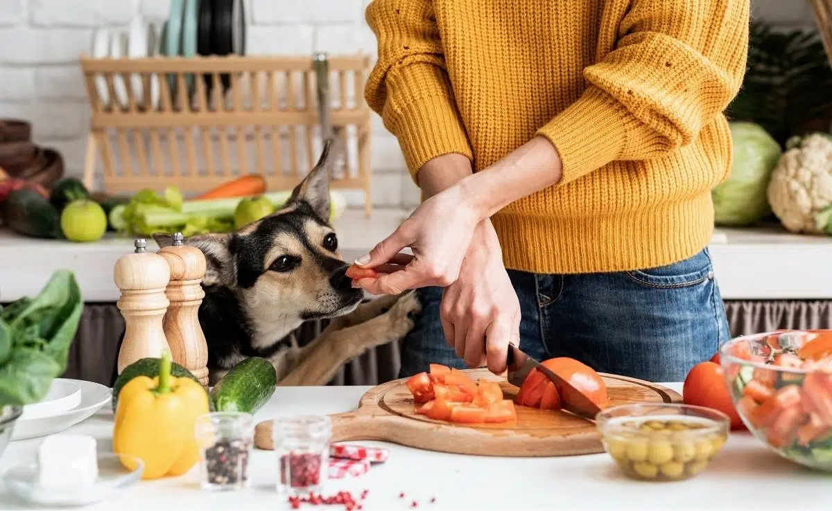 Proper handling and storage of chicken for dog consumption