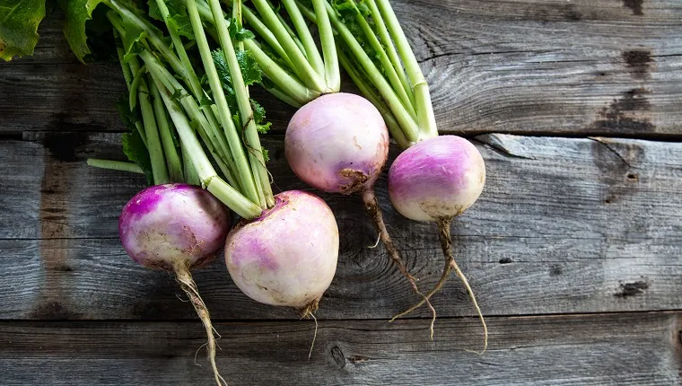 Risks of feeding cooked turnips to dogs