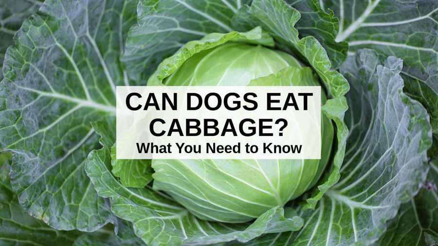 Potential Health Benefits of Cooked Cabbage for Dogs