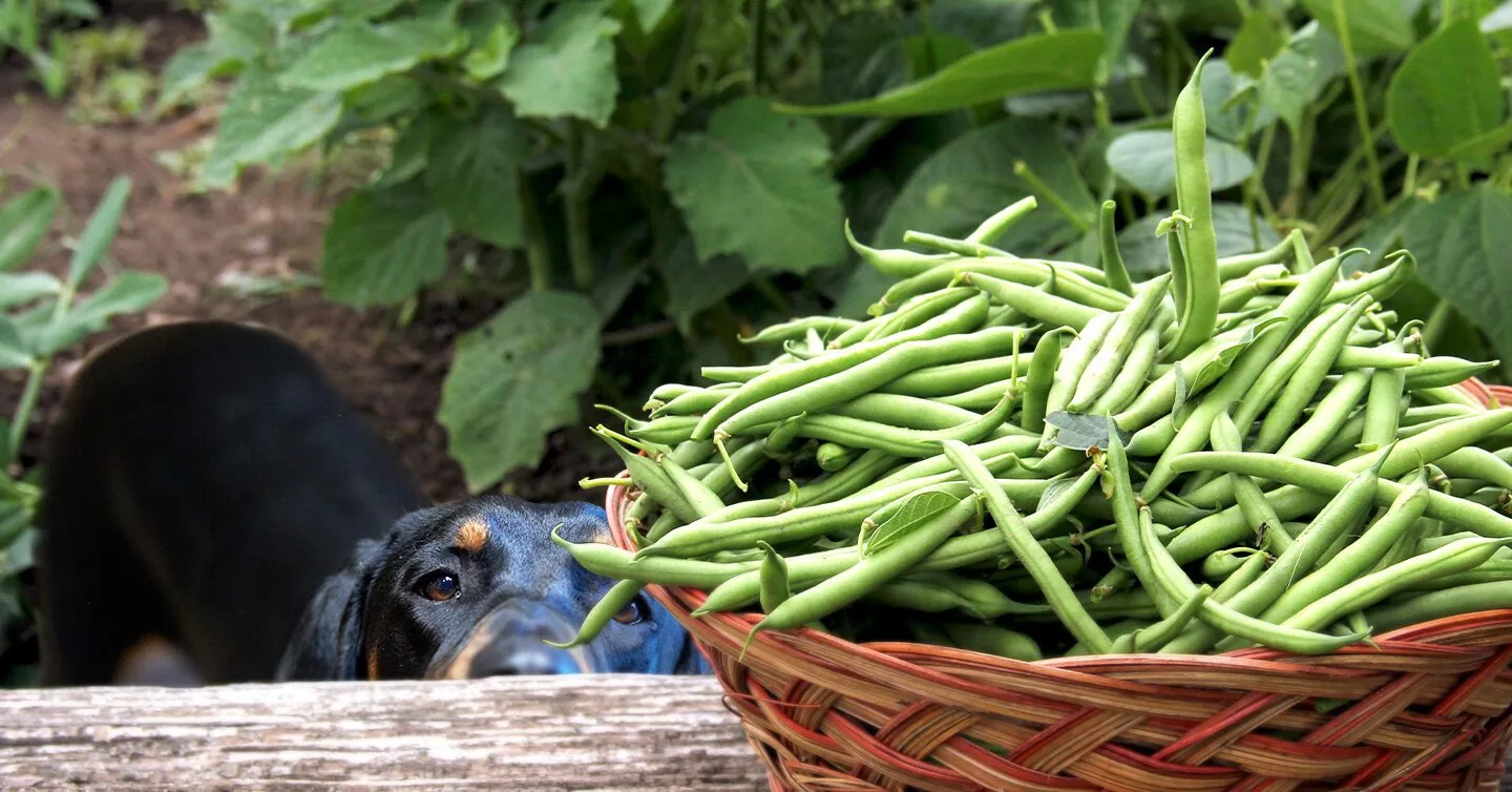 Feeding Cooked Green Beans to Dogs: Dos and Don'ts