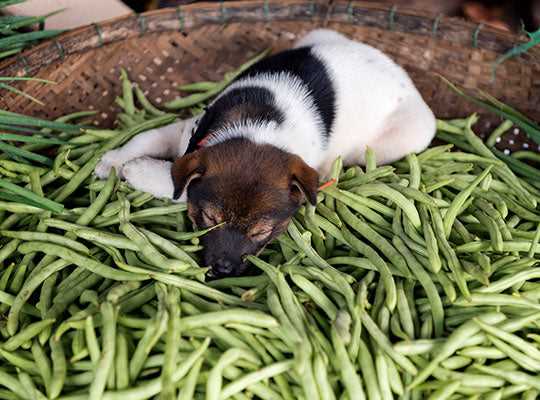 The Benefits of Cooked Green Beans for Dogs