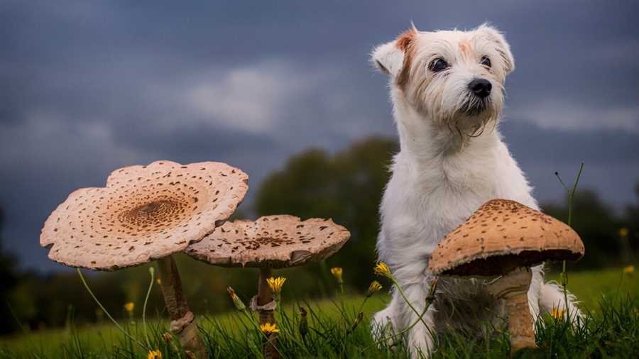 Potential Risks of Feeding Dogs Cooked Mushrooms