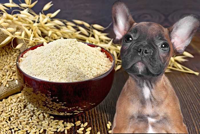 Alternatives to cooked oatmeal for dogs