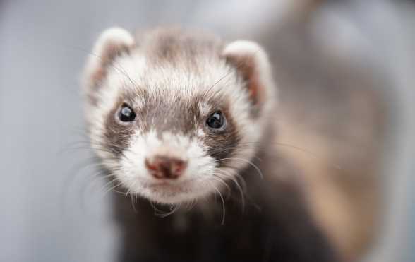 Ferret Diet: What Can Ferrets Eat?