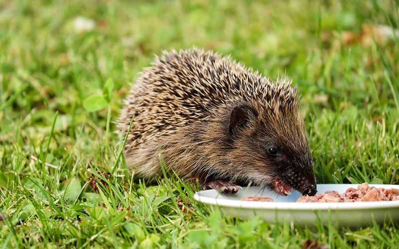 Commercial Hedgehog Food